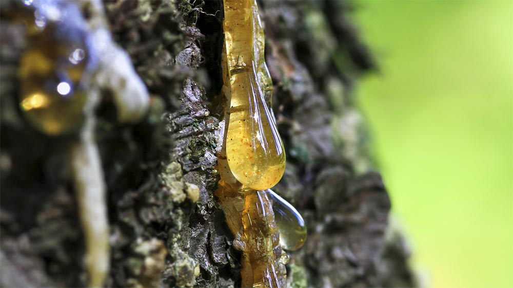 Масло кедровое и живица